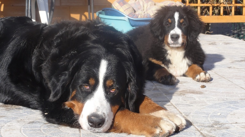 Publication : du Clos de Favras