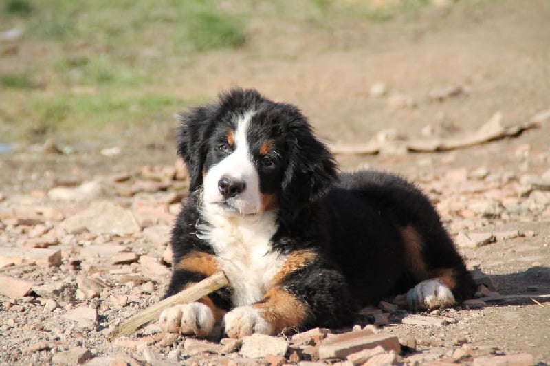 Publication : du Clos de Favras Auteur : Isabelle MILHEM