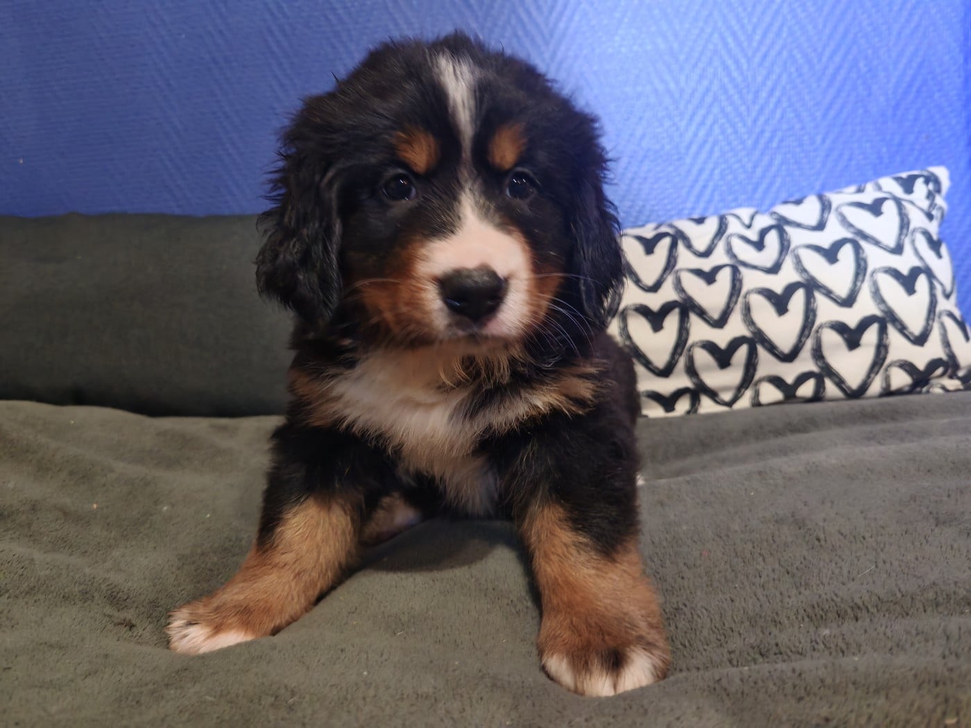 Aline (Mle Vert Clair)