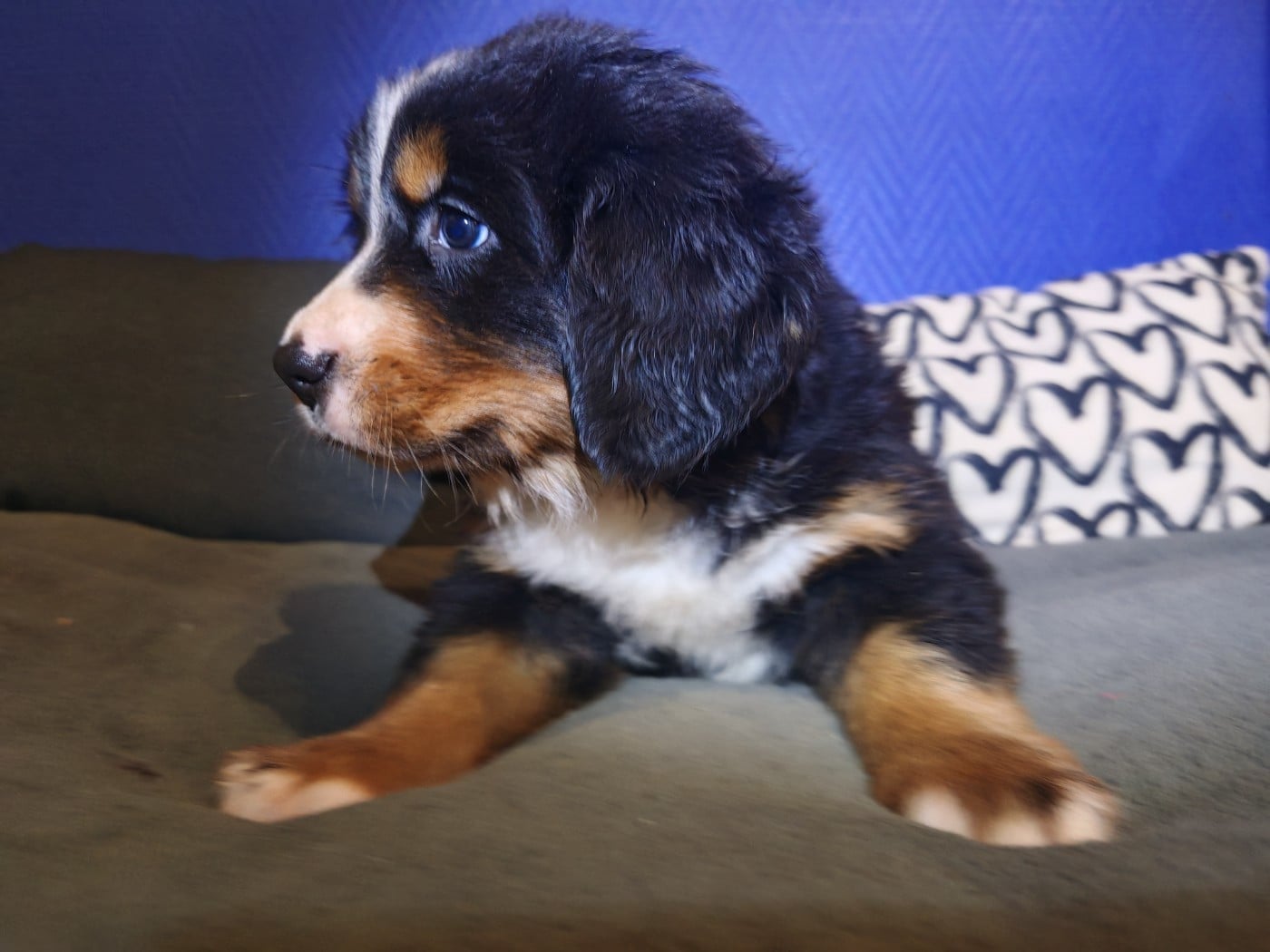 Aline (Mle Vert Clair)