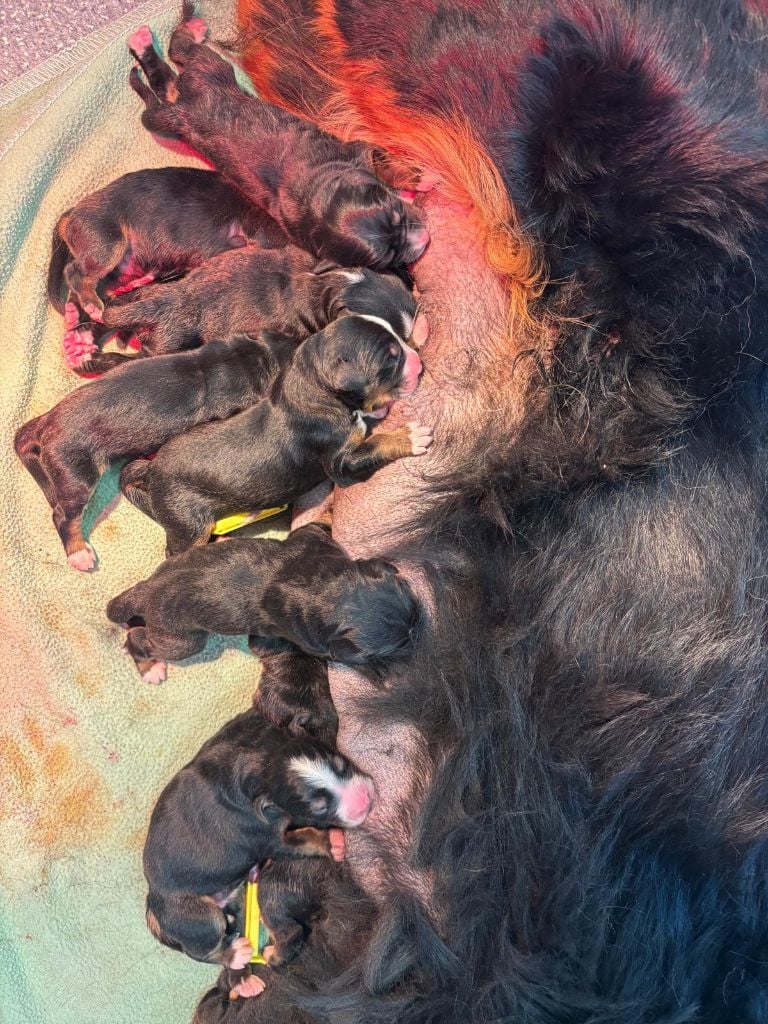 Bouvier Bernois - du Clos de Favras