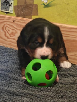 Les chiots de Bouvier Bernois
