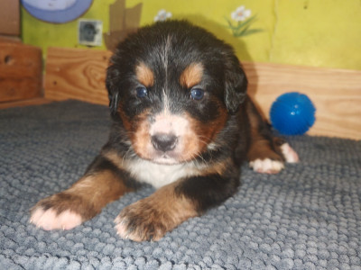 Les chiots de Bouvier Bernois