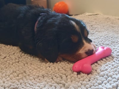 Les chiots de Bouvier Bernois