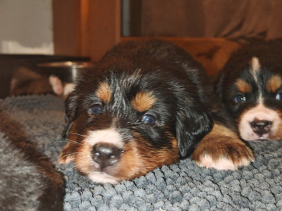 Les chiots de Bouvier Bernois