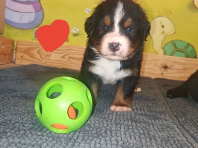 Les chiots de Bouvier Bernois