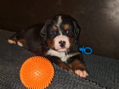 Les chiots de Bouvier Bernois