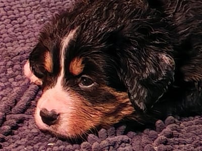 Les chiots de Bouvier Bernois