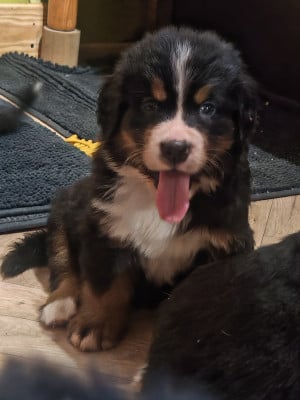 Monsieur Rouge - Bouvier Bernois