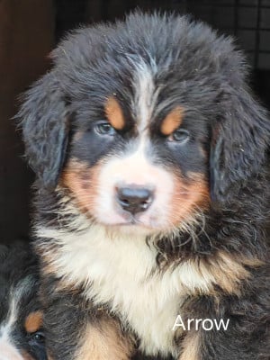 Les chiots de Bouvier Bernois