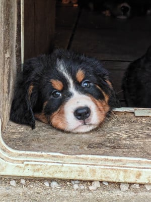 Les chiots de Bouvier Bernois