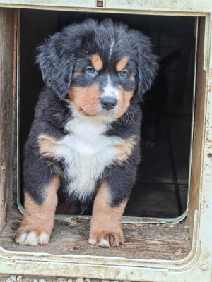 Les chiots de Bouvier Bernois