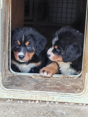 Les chiots de Bouvier Bernois