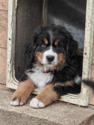 Les chiots de Bouvier Bernois
