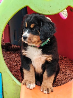 Les chiots de Bouvier Bernois