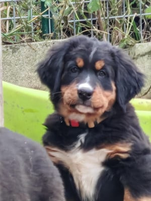 Les chiots de Bouvier Bernois