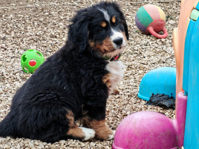 Les chiots de Bouvier Bernois