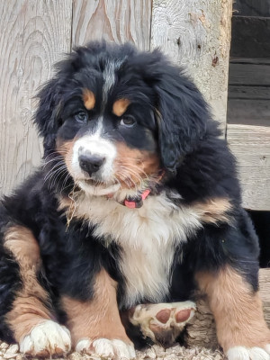Les chiots de Bouvier Bernois