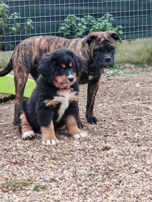 Les chiots de Bouvier Bernois