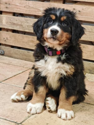 Les chiots de Bouvier Bernois