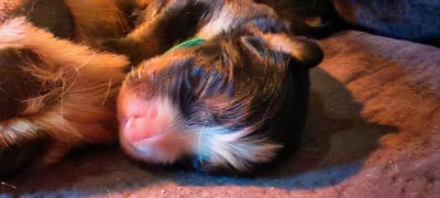 Les chiots de Bouvier Bernois