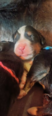 Les chiots de Bouvier Bernois