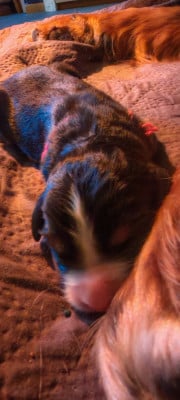 Les chiots de Bouvier Bernois