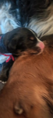Les chiots de Bouvier Bernois