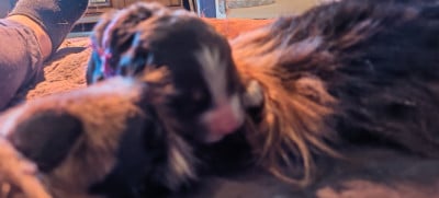 Les chiots de Bouvier Bernois