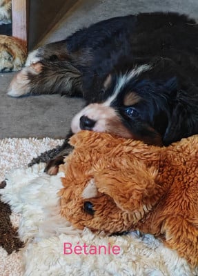 Les chiots de Bouvier Bernois