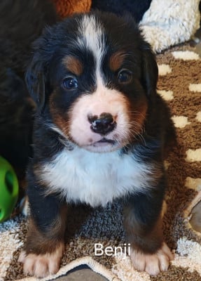 Les chiots de Bouvier Bernois