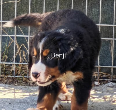 Les chiots de Bouvier Bernois