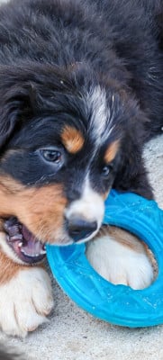 Les chiots de Bouvier Bernois