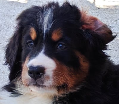 Les chiots de Bouvier Bernois