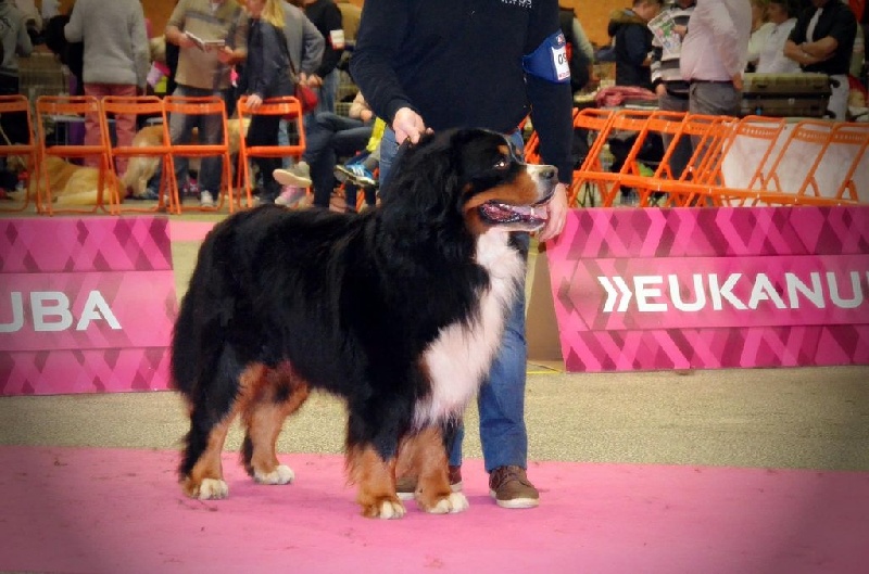 CH. Goliath akylas De la chalerie - 1er EXC en classe Champion / CACIB et BOS