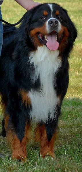 CH. Goliath akylas De la chalerie - Très Bon