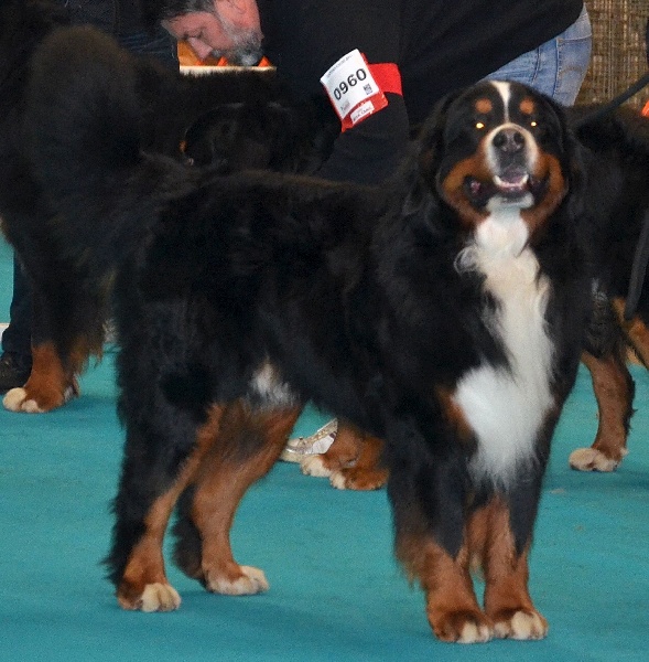 CH. Goliath akylas De la chalerie - 3ème EXCELLENT