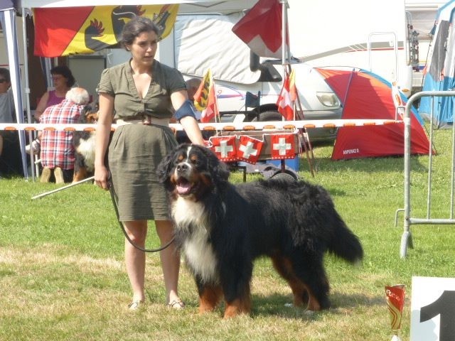 CH. Goliath akylas De la chalerie - Classe Champion : 3ème Excellent