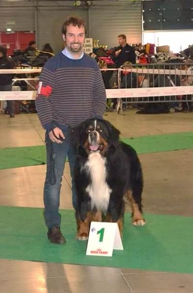 CH. Goliath akylas De la chalerie - 1er EXC / CACS / BOB / dans les 6 du groupe 2