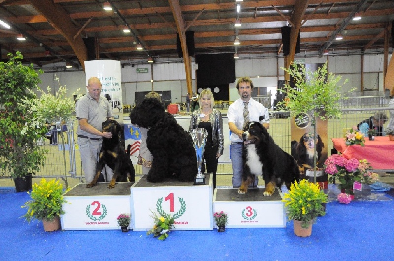 CH. Goliath akylas De la chalerie - 1er EXC en Ouverte/ CACS / MEILLEUR DE RACE / 3ème du Groupe 2