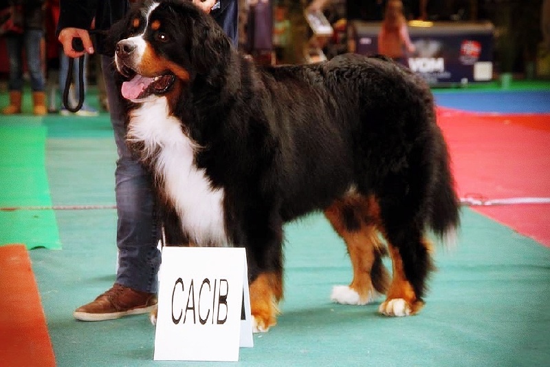 CH. Goliath akylas De la chalerie - 1er EXC classe Champion / CACIB / BOS