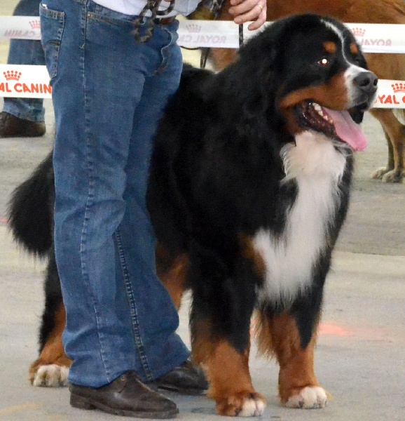 CH. Goliath akylas De la chalerie - 3ème EXCELLENT