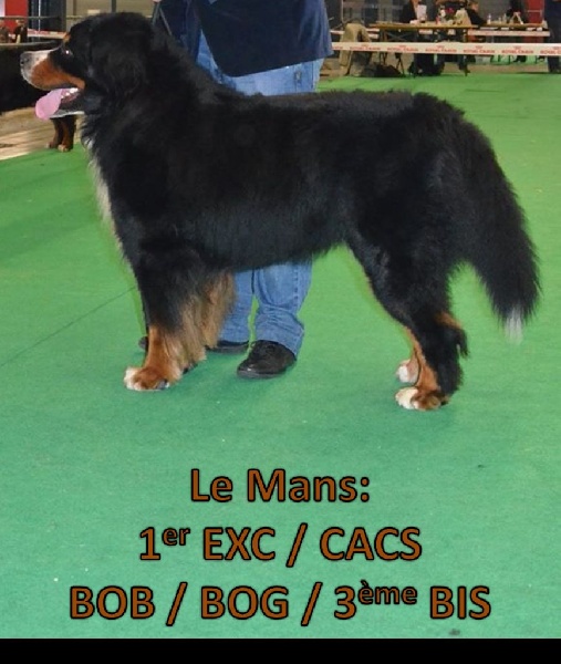 CH. Goliath akylas De la chalerie - 1er EXC / CACS / BOB / BOG / 3ème BIS