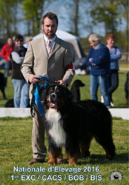 CH. Goliath akylas De la chalerie - 1ER EXC / CACS / BOB / BIS