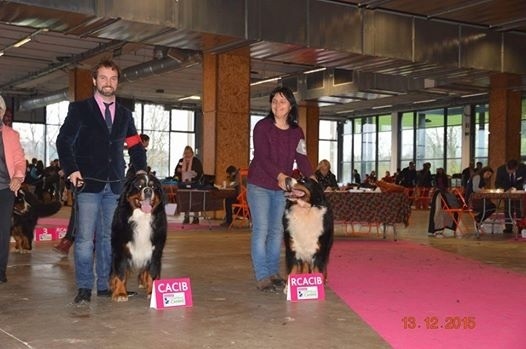 CH. Goliath akylas De la chalerie - 1er Excellent / CACS / CACIB / BOB