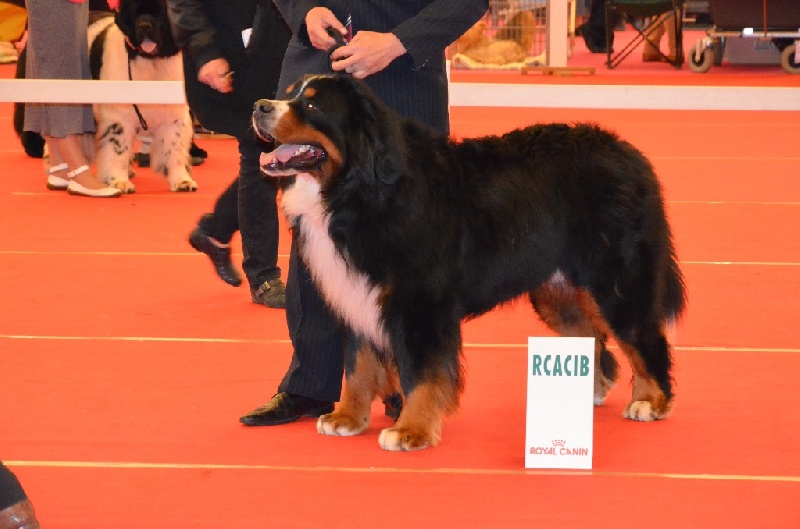 CH. Goliath akylas De la chalerie - 1er EXC, CACS, RCACIB (CACIB)