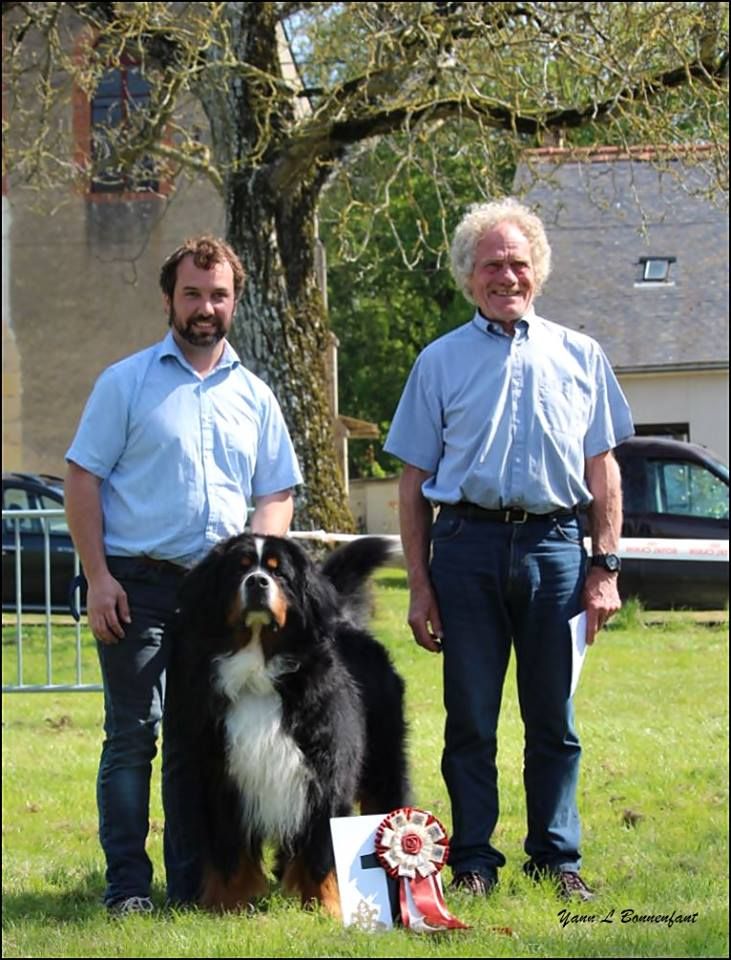 CH. Goliath akylas De la chalerie - 1er EXC en classe Champion