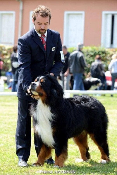 CH. Goliath akylas De la chalerie - 7ème Excellent