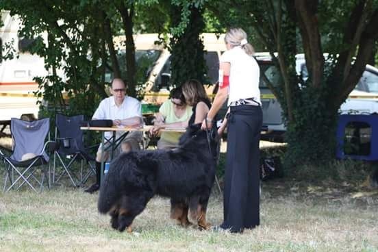 CH. Goliath akylas De la chalerie - 5ème EXCELLENT