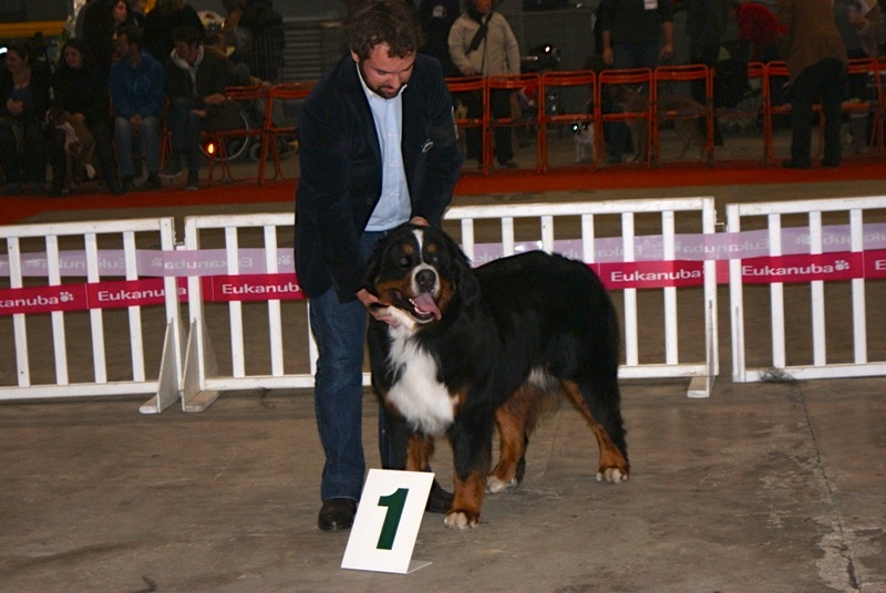 CH. Goliath akylas De la chalerie - 1er Excellent classe Jeune